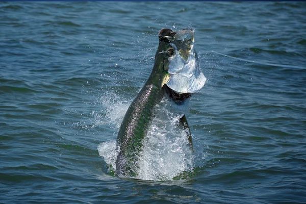 Fly Fishing Panhandle Tarpon