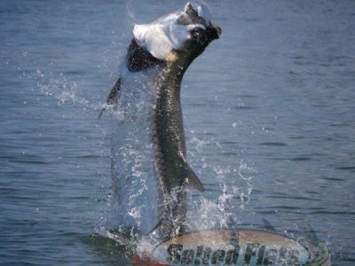 Apalachicola Fly Fishing Tarpon